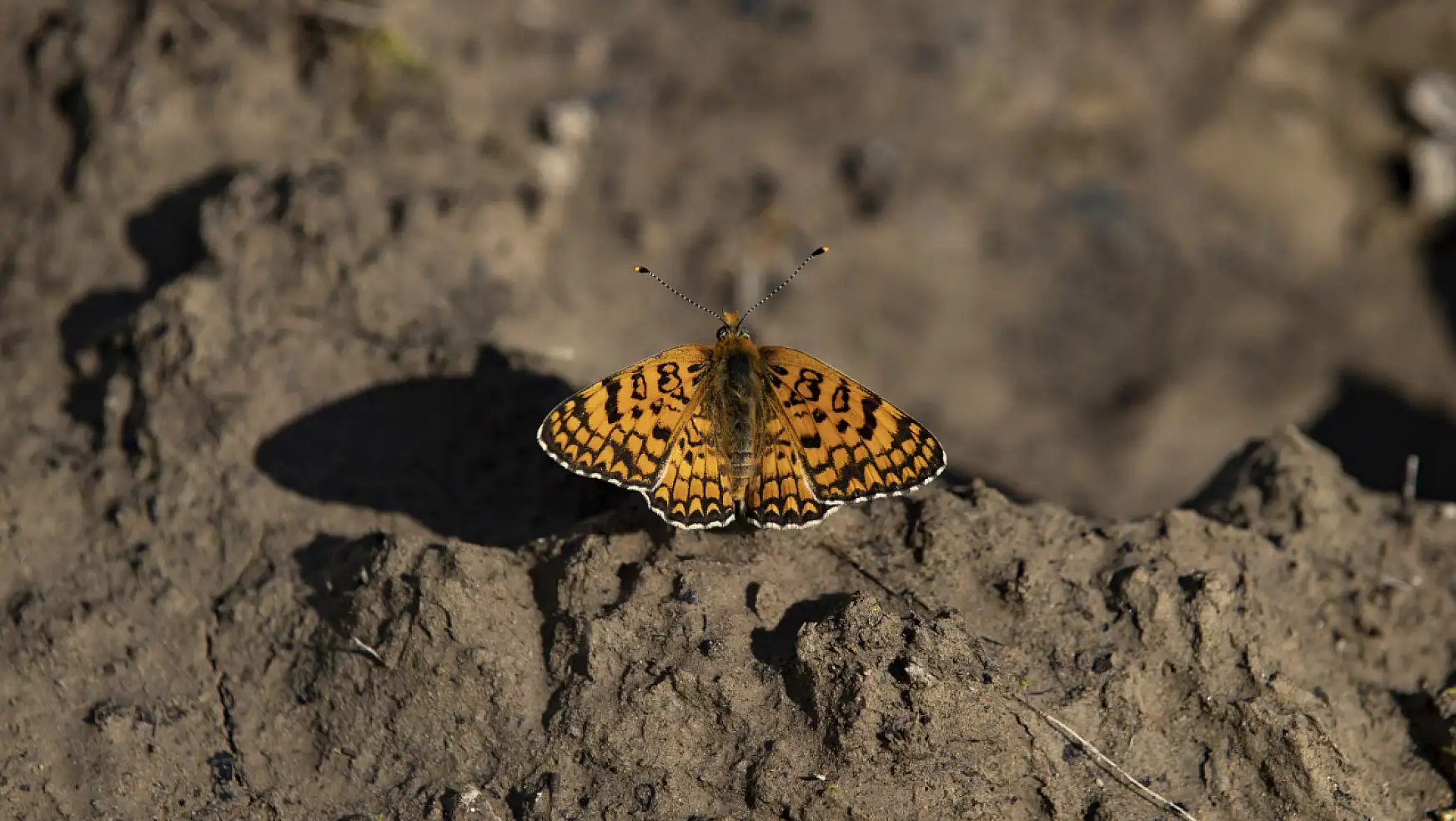 Munzur Vadisi Milli Parkı, kelebeklere ev sahipliği yapıyor