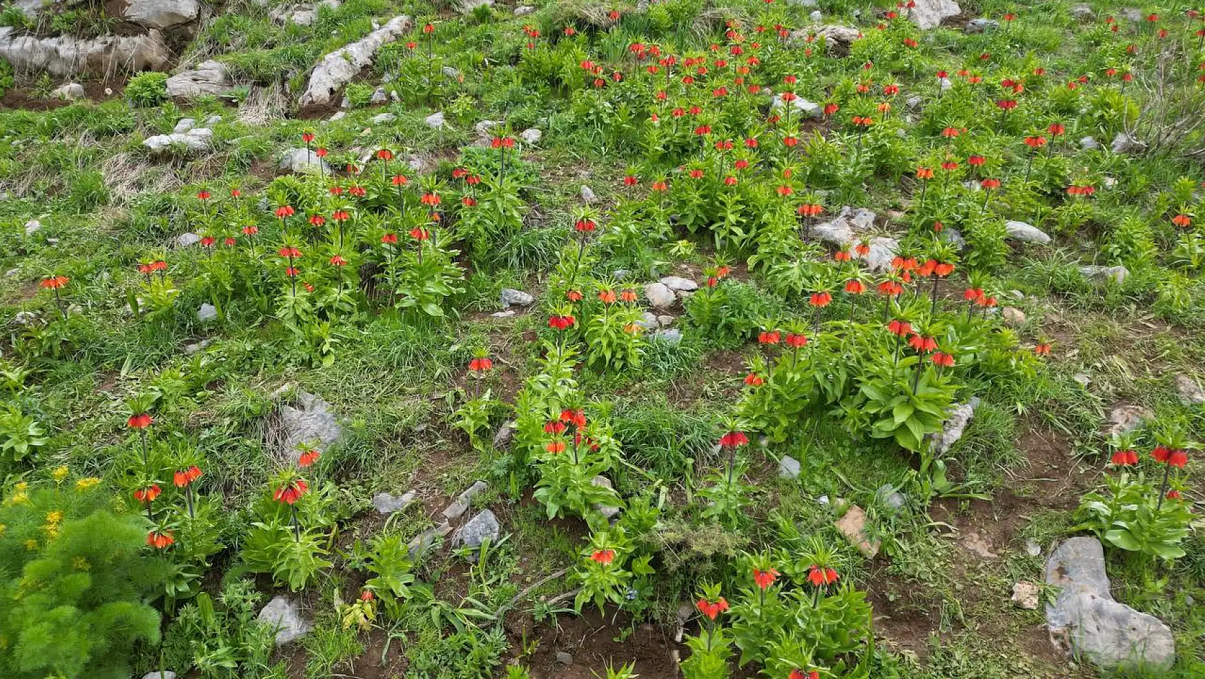 Şırnak'ın Uludere ilçesi Tanin Dağları'nda ters lale etkinliği gerçekleştirildi
