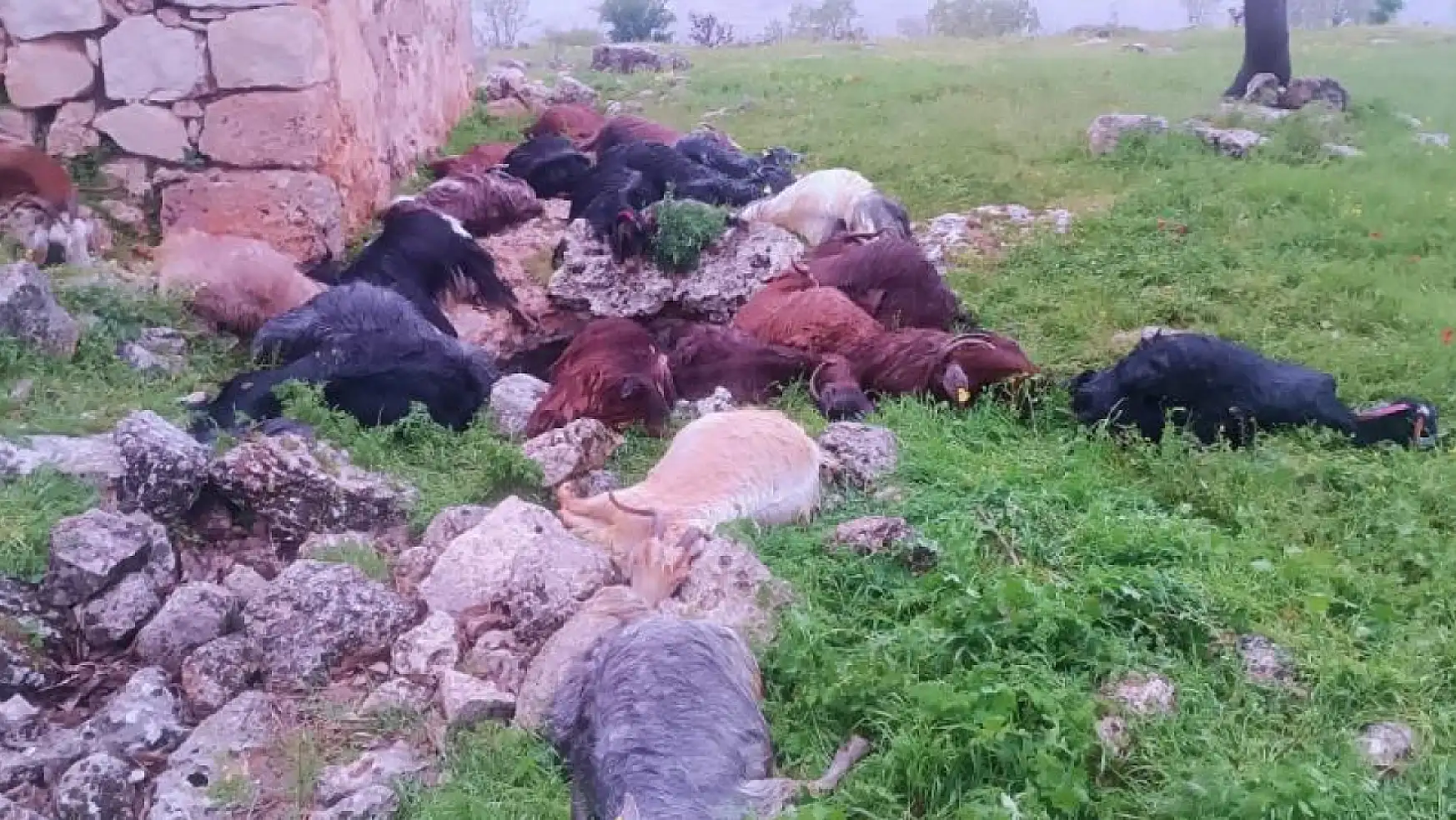 Şırnak'ta yıldırım düştü! 31 keçi telef oldu
