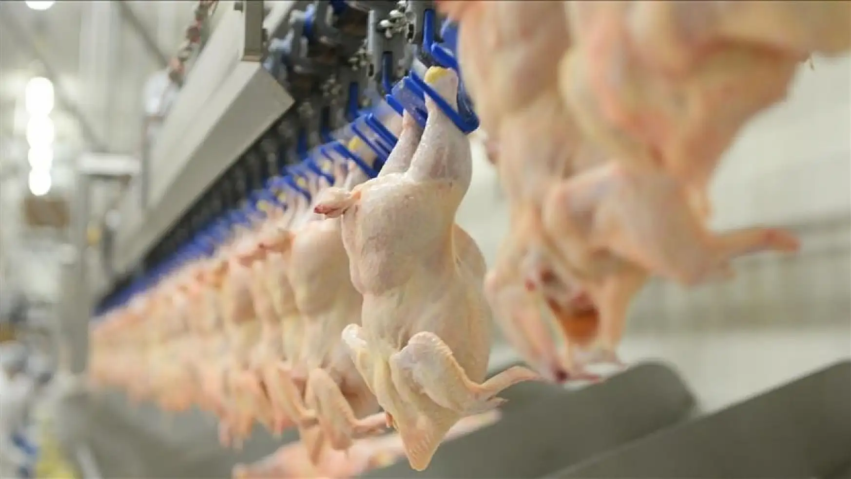 Tavuk eti üretimi mayısta yıllık bazda yüzde 5,1 arttı