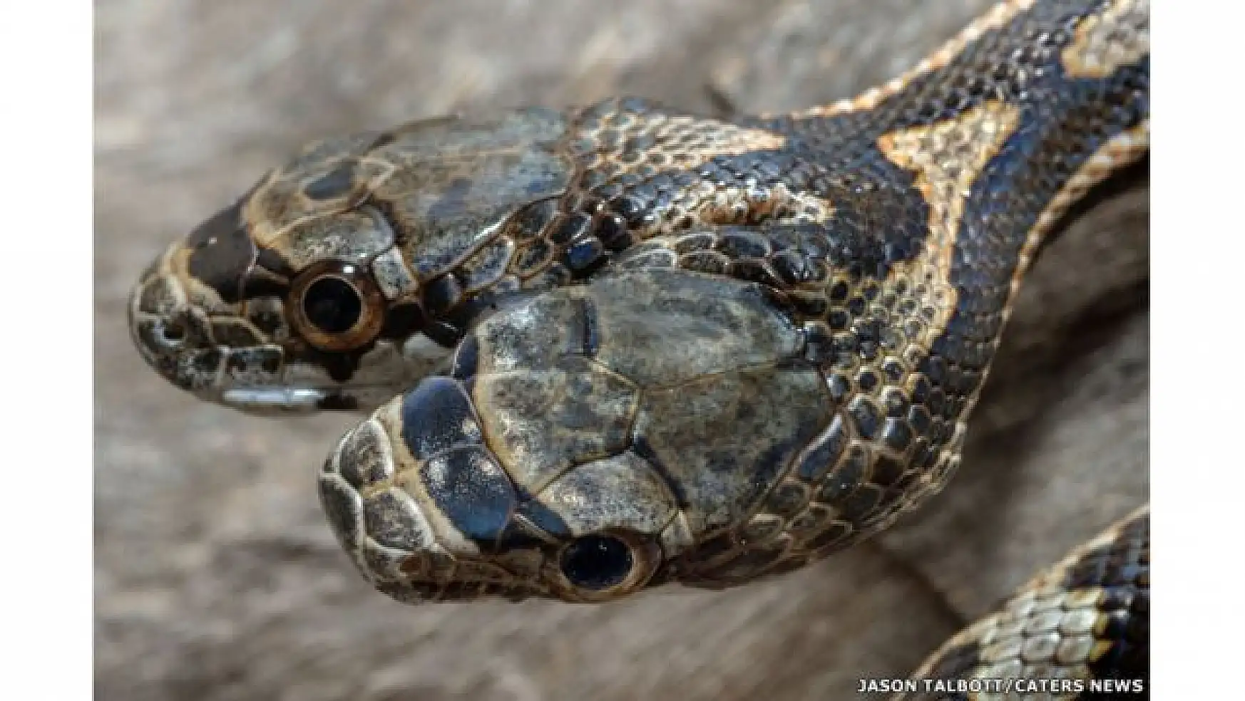 Türkiye'de görüntülenen çift başlı yılan korkuttu! Peki çift başlı yılan zehirli mi?
