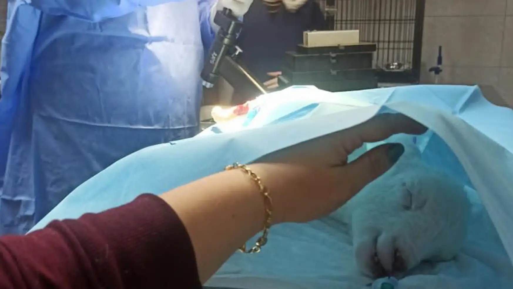 Türkiye'de ilk defa yapılan ameliyat ile kuzu sağlığına kavuştu