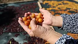 Dalında kaldı, çöpe gitmedi! Satılamayan kirazlar bakın nasıl değerlendi