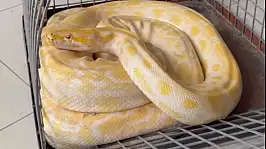 Gösteride kullanılan yılana el konuldu: Konya'da koruma altına alınacak