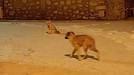 Konya'da görülmemiş dostluk