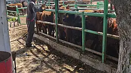 Konya'da ithal hayvanlara sıkı takip: Ekipler sahaya indi!