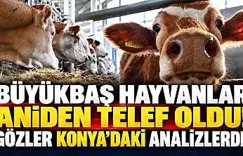 Büyükbaş hayvanlar aniden telef oldu! Gözler Konya'daki analizlerde