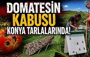 Domatesin kabusu Konya tarlalarında!