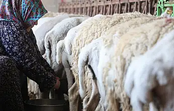Gece dağda otluyor, sabah elle sağılıyor: Konya'da kadın emeği doğal peynire dönüşüyor