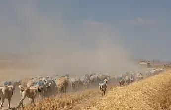 Gün doğumuyla birlikte Konya'da binlerce yıllık gelenek yeniden başlıyor