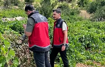 Konya bağlarında 'Salkım Güvesi' denetimi!