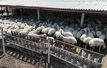 Konya Büyükşehir'den ücretsiz veteriner desteği
