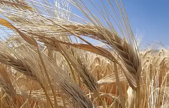 Konya çiftçisi kuraklığa karşı arpayı seçti