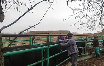 Konya çiftçisine 'sağlık' güvencesi: Veterinerler sahada