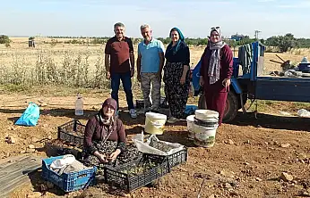 Konya çilek üretiminde merkez oluyor!
