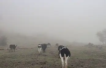 Konya'da 11 büyükbaş sırra kadem bastı! Jandarma operasyonuyla bulundu
