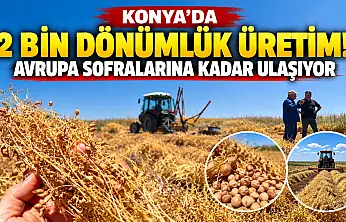 Konya'da 2 bin dönümlük üretim! Avrupa sofralarına kadar ulaşıyor