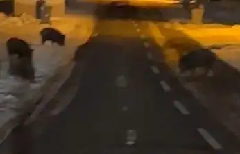 Konya'da aç kalan yaban domuzları yerleşim yerine indi