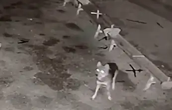 Konya'da ağıla giren kurt, katliam yaptı!