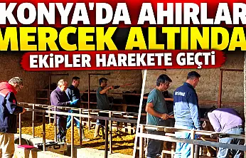 Konya'da ahırlar mercek altında! Ekipler harekete geçti