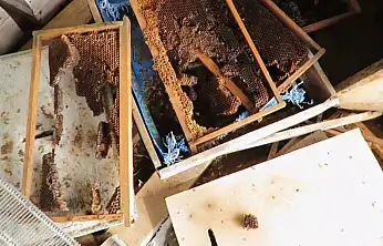 Konya'da ayı istilası! Atalık hanaylara giren ayı, kara kovan balını talan etti