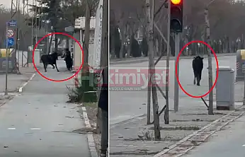 Konya'da başıboş inek paniği