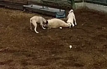 Konya'da besledikleri köpekler dehşet saçtı