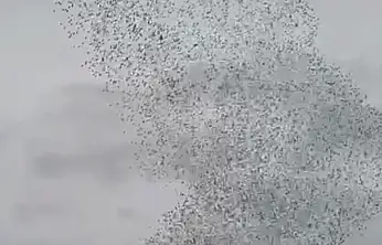 Konya'da binlerce sığırcığın sabah dansı büyüledi