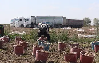 Konya'da bu ürün buğday ve arpanın tahtına göz dikti! Üretici neden rotayı değiştirdi?