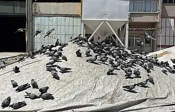 Konya'da buğdayın bir de kanatlı müşterileri var