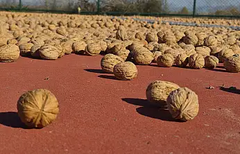 Konya'da cevizler dallardan indiriliyor! İşte kilogram fiyatı