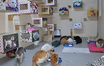 Konya'da çocuklar bu kez minik dostları için kolları sıvıyor