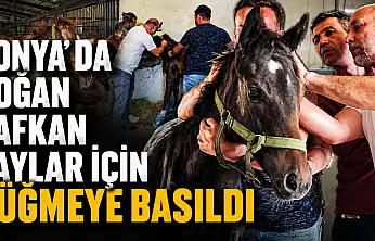 Konya'da doğan safkan taylar için düğmeye basıldı