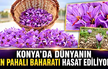 Konya'da dünyanın en pahalı baharatı hasat ediliyor