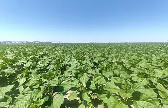 Konya'da ekipler sahada! Bu mantar türüne ilk kez rastlandı