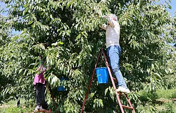 Konya'da eylül bereketi! Hasat hâlâ devam ediyor
