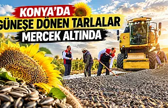 Konya'da güneşe dönen tarlalar mercek altında