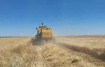Konya'da hasada denetim freni: Biçerdöverler sahada durduruluyor