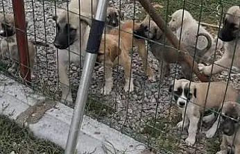 Konya'da hayvan barınağıyla ilgili dikkat çeken iddialar