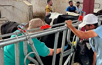 Konya'da hayvancılıkta sağlık operasyonu: Haritadan silmek için gece gündüz sahadalar