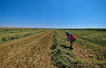 Konya'da iki ürün denetim altında! Tarlada yoğun mesai...