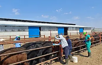 Konya'da ithal hayvanlara 4 aşamalı kontrol