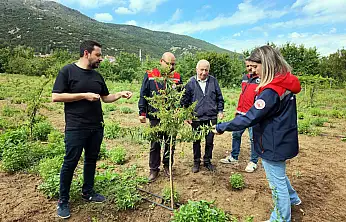 Konya'da kiraza rakip çıktı! Üreticinin tercihi değişiyor