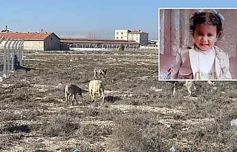 Konya'da köpeklerin parçalayarak öldürdüğü Rana bebek olayında yeni gelişme: 2 kişi hakkında ceza istendi!