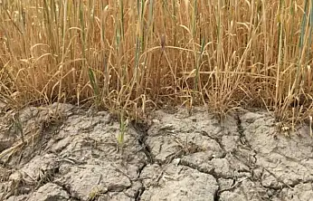 Konya'da kuraklık alarmı: 2026 sulama sezonunda kısıtlı sulama uygulanacak