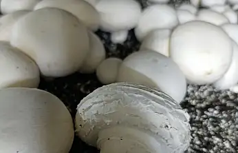 Konya'da mantar üretiminde kalite denetimi