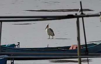 Konya'da nadir anlar: Kış ortasında göç sürprizi