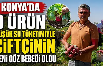 Konya'da o ürün düşük su tüketimiyle çiftçinin yeni göz bebeği oldu