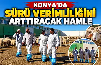 Konya'da sürü verimliliğini arttıracak hamle
