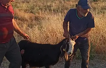 Konya'da sürüden ayrılan keçi köpeklerin hedefi oldu